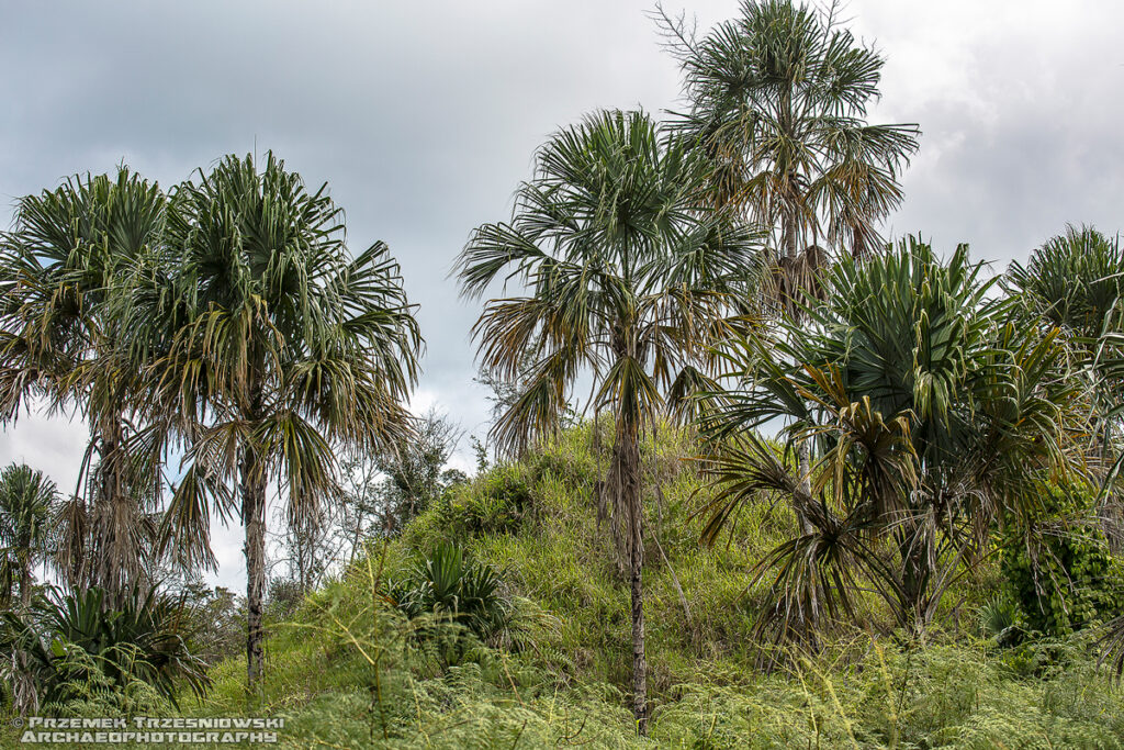 selwa rainforest las deszczowy peten gwatemala jungle dzungla niecka mirador basin palma