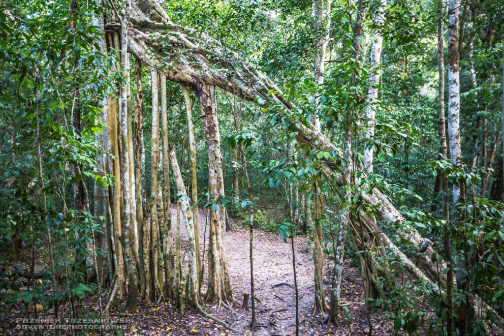 matapalo figowiec fikus selwa rainforest las deszczowy peten gwatemala jungle dzungla niecka mirador basin bastard tree