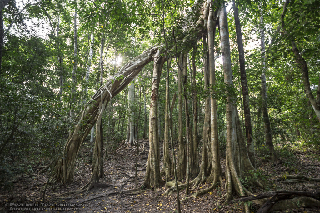 matapalo figowiec fikus selwa rainforest las deszczowy peten gwatemala jungle dzungla niecka mirador basin bastard tree