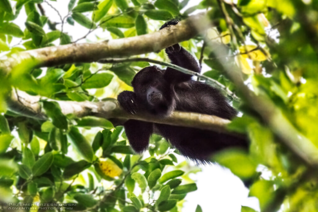 malpa wyjec howler monkey selwa rainforest las deszczowy peten gwatemala jungle dzungla niecka mirador basin