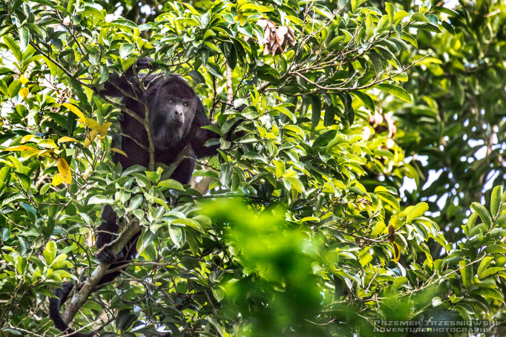 malpa wyjec howler monkey selwa rainforest las deszczowy peten gwatemala jungle dzungla niecka mirador basin