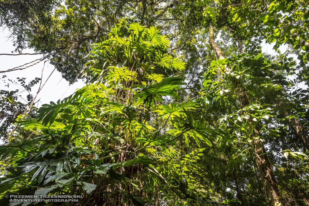 filodendron epifit palenque chiapas meksyk philodendron mexico