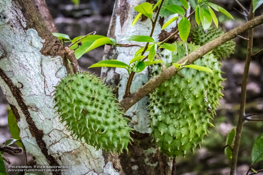 graviola guanabana flaszowiec miekkociernisty annona muricata palenque chiapas meksyk