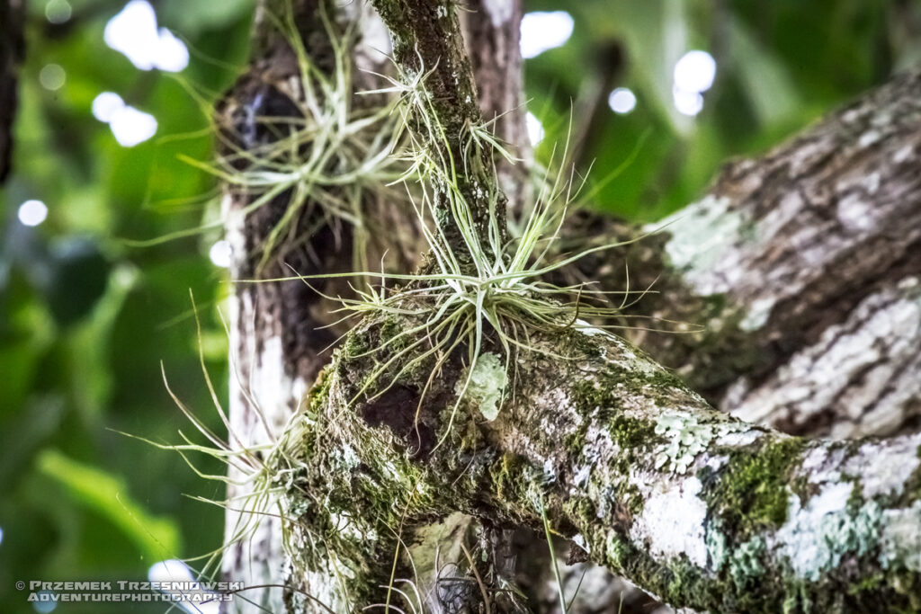 tilandsja epifit palenque chiapas meksyk epiphyte tillandsia mexico