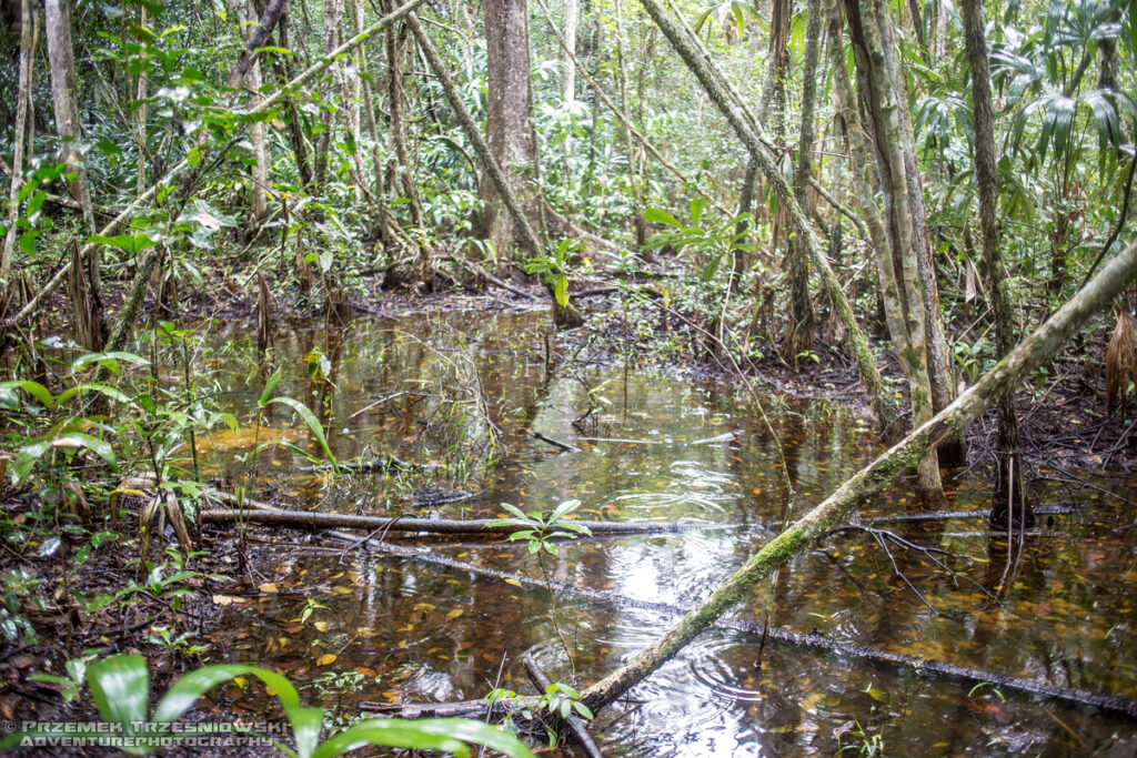 bagno bajo selwa selva monte campeche jukatan meksyk ceibarico a