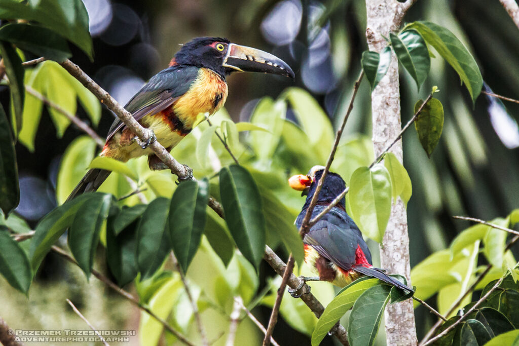 tukan arasari obrozny Pteroglossus torquatus ptak bird toucan