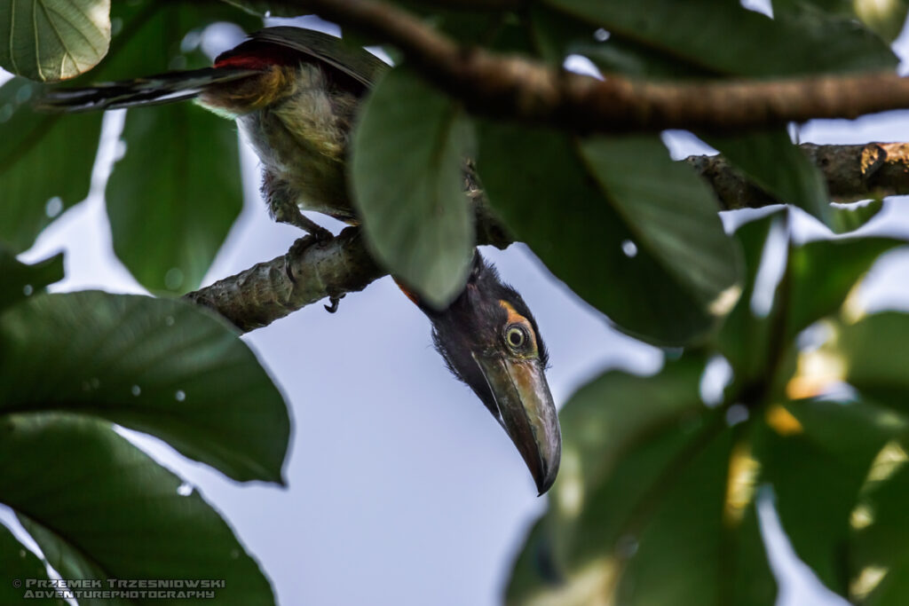 tukan toucan bird ptak arasari obrozny pteroglossus torquatus juvenile meksyk jukatan campeche yucatan