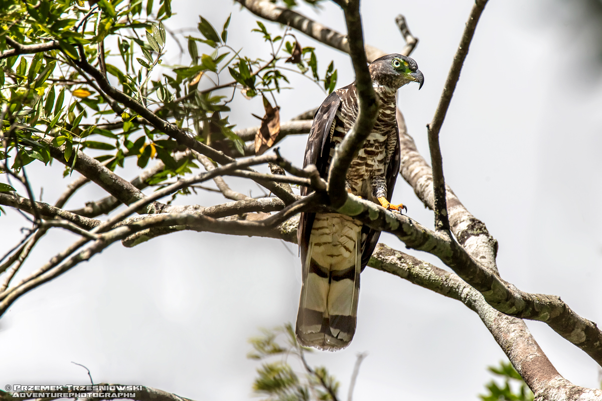 ptak jastrzab hakodziob amerykanski drapieznik jukatan riobec preybird hook-billed kite
