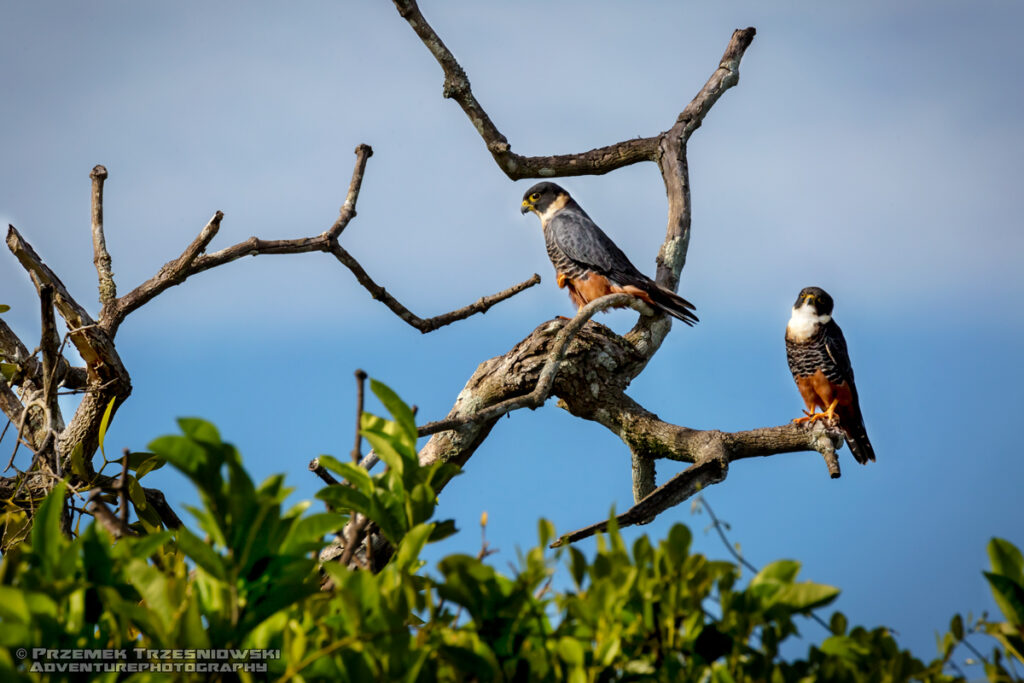 bat falcon bird mexico yucatan meksyk jukatan sokół białogardły falco rufigularis