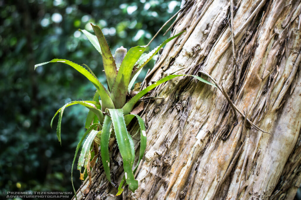 epifit epiphyte Gwatemala Peten Jukatan selva selwa jungle