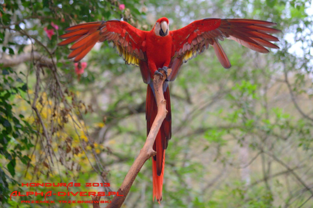 guacamya papuga parrot ara macao czerwona