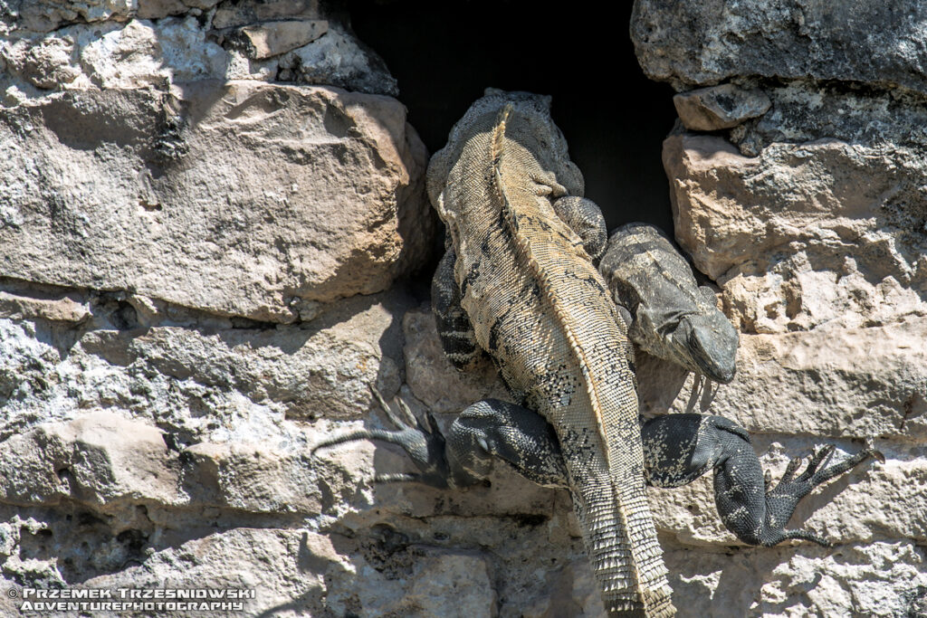 tolok legwan iguana jaszczurka ctenosaura similis meksyk jukatan fauna
