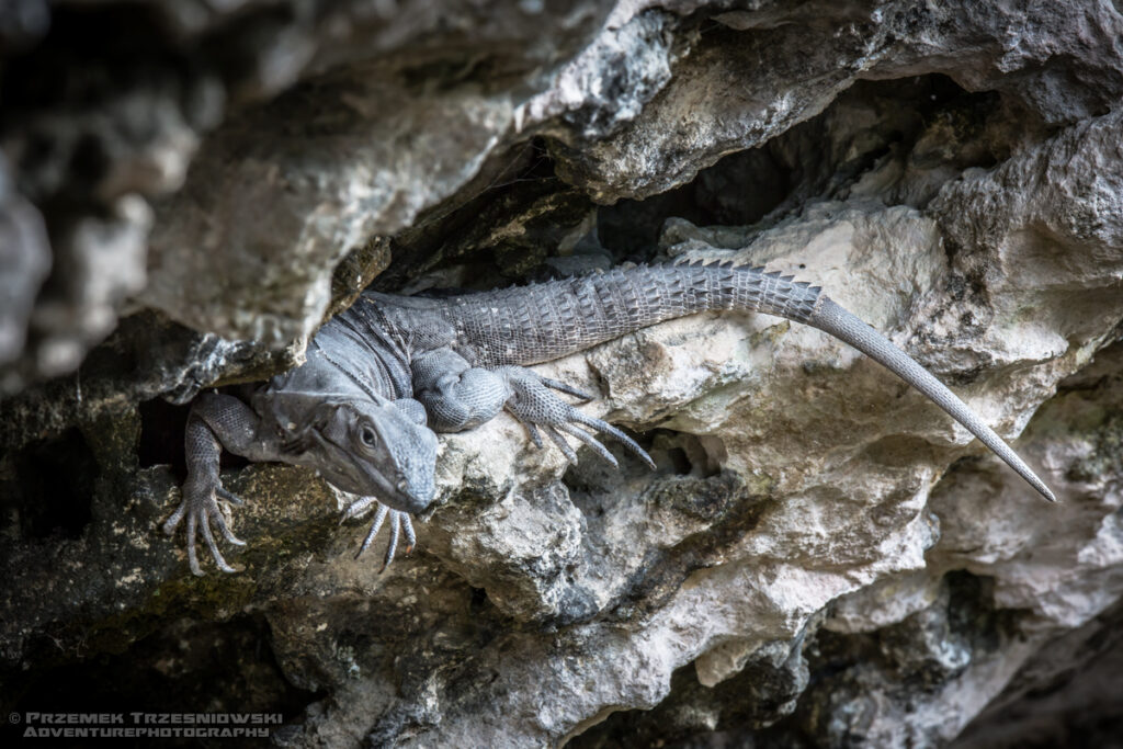 tolok legwan iguana jaszczurka ctenosaura similis meksyk jukatan fauna