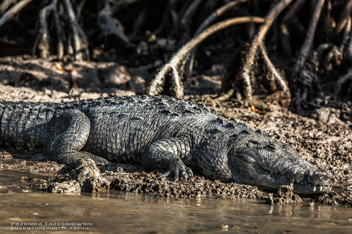 krokodyl, meksykanski, crocodylus, moreletii, meksyk, fauna, zwierzeta, gady, ria, lagartos, mexico