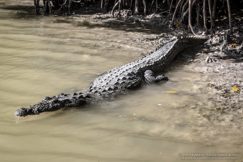 krokodyl, amerykanski, crocodylus, acutus, meksyk, fauna, zwierzeta, gady, ria, lagartos, mexico