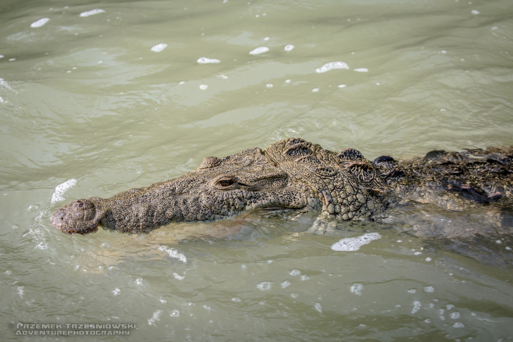 krokodyl, amerykanski, crocodylus, acutus, meksyk, fauna, zwierzeta, gady, ria, lagartos, mexico