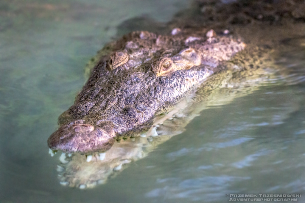 krokodyl, amerykanski, crocodylus, acutus, meksyk, fauna, zwierzeta, gady, ria, lagartos, mexico