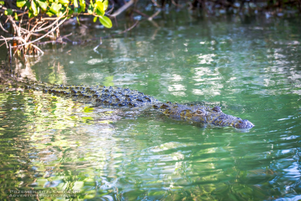 krokodyl, amerykanski, crocodylus, acutus, meksyk, fauna, zwierzeta, gady, ria, lagartos, mexico