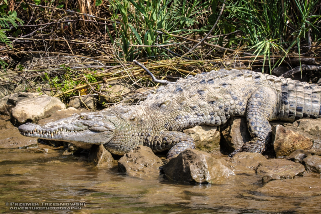 krokodyl, amerykanski, crocodylus, acutus, meksyk, fauna, zwierzeta, gady, sumidero, chiapas, mexico