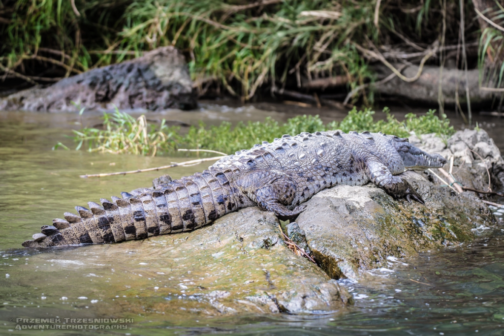 krokodyl, amerykanski, crocodylus, acutus, meksyk, fauna, zwierzeta, gady, sumidero, chiapas, mexico