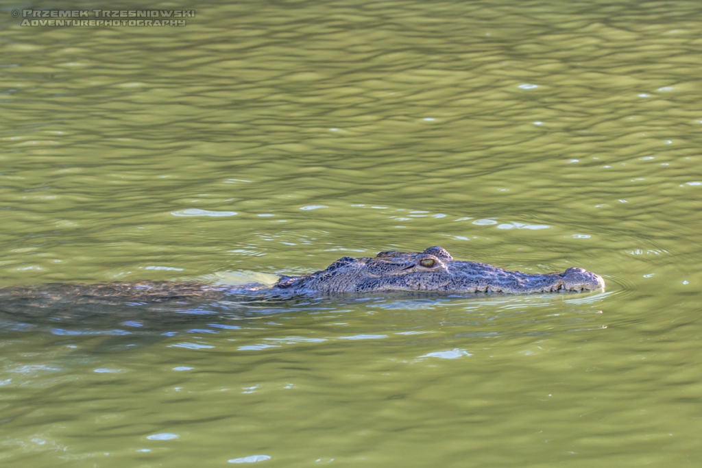 krokodyl, amerykanski, crocodylus, acutus, meksyk, fauna, zwierzeta, gady, ria, lagartos, mexico