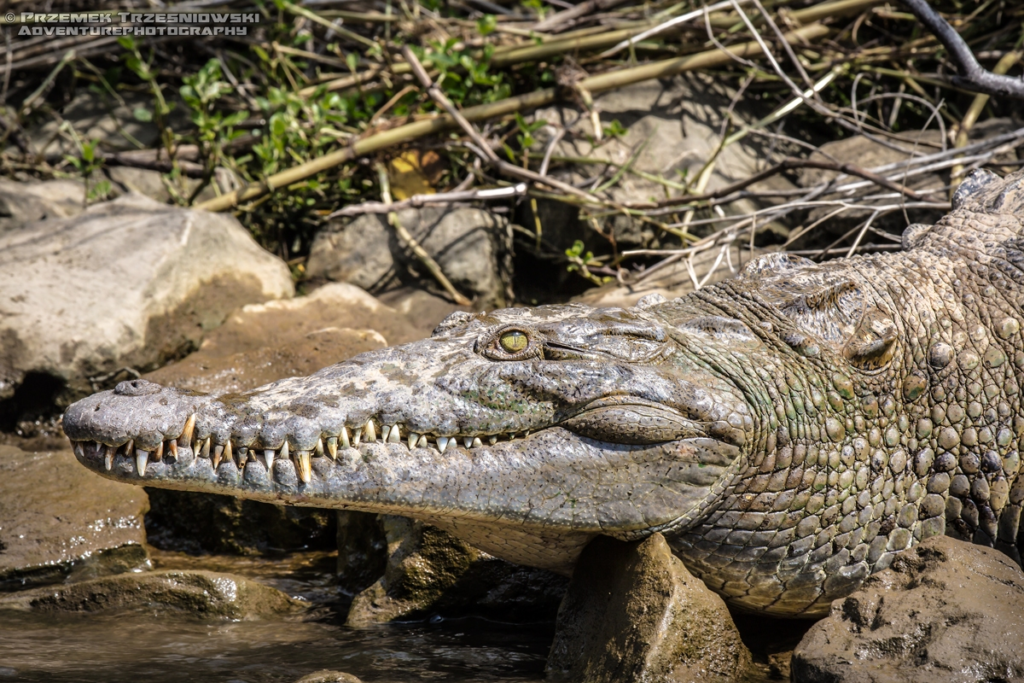 krokodyl, amerykanski, crocodylus, acutus, meksyk, fauna, zwierzeta, gady, sumidero, chiapas, mexico