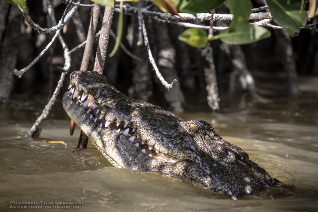 krokodyl, amerykanski, crocodylus, acutus, meksyk, fauna, zwierzeta, gady, ria, lagartos, mexico