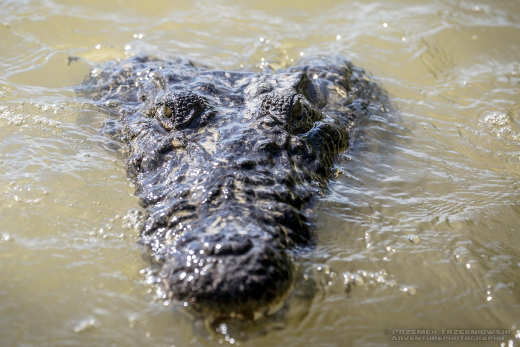 krokodyl, amerykanski, crocodylus, acutus, meksyk, fauna, zwierzeta, gady, ria, lagartos, mexico