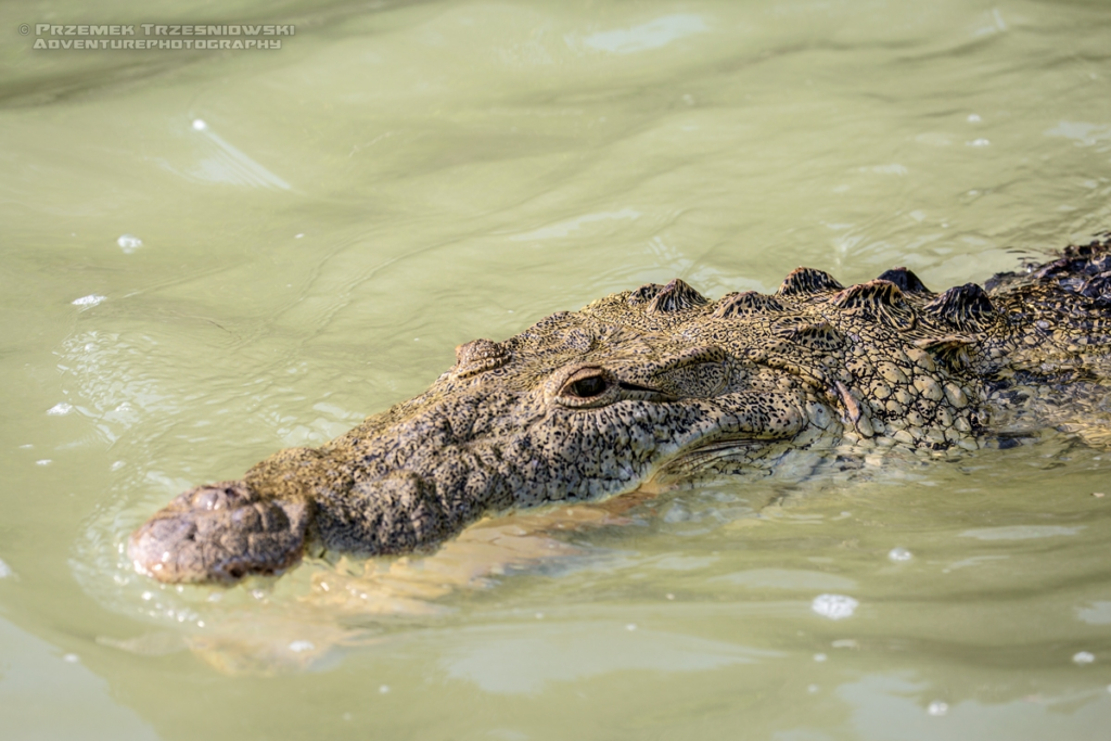 krokodyl, amerykanski, crocodylus, acutus, meksyk, fauna, zwierzeta, gady, ria, lagartos, mexico