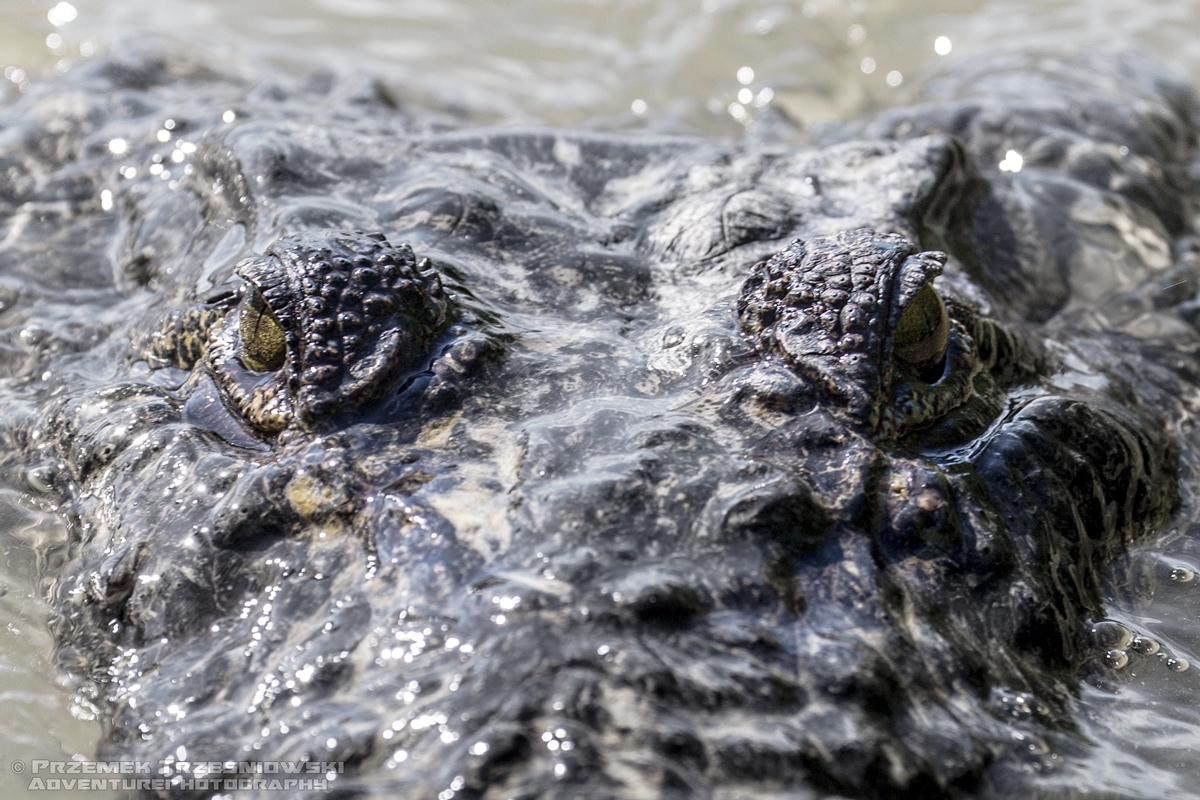 krokodyl, amerykanski, crocodylus, acutus, meksyk, fauna, zwierzeta, gady, ria, lagartos, mexico