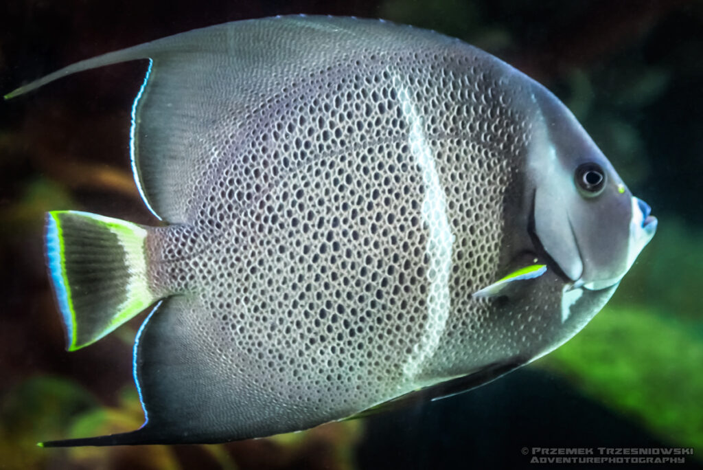 angelfish pomacanthus arcuatus belize mezorafa ustniczek mezoamerykańska rafa barierowa