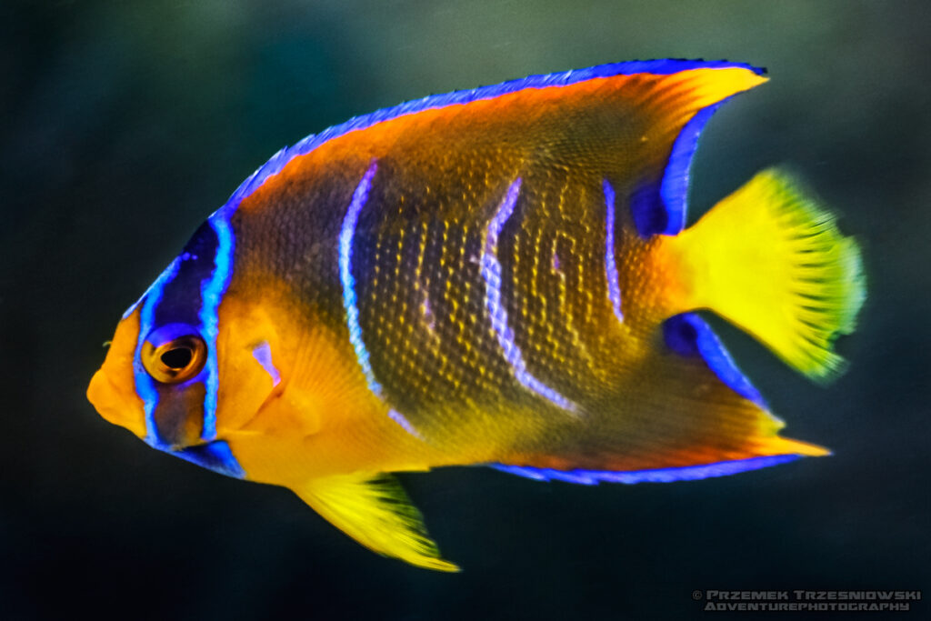 angelfish holacanthus ciliaris belize mezorafa ustniczek mezoamerykańska rafa barierowa