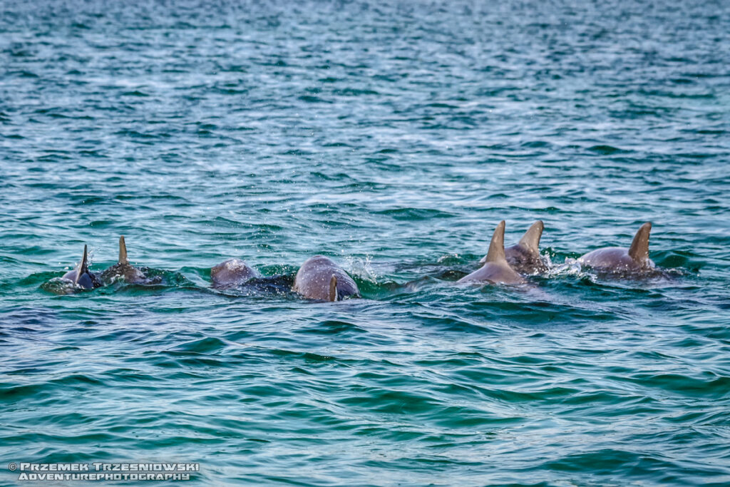 delfiny butlonose belize mezorafa mezoamerykańska rafa barierowa