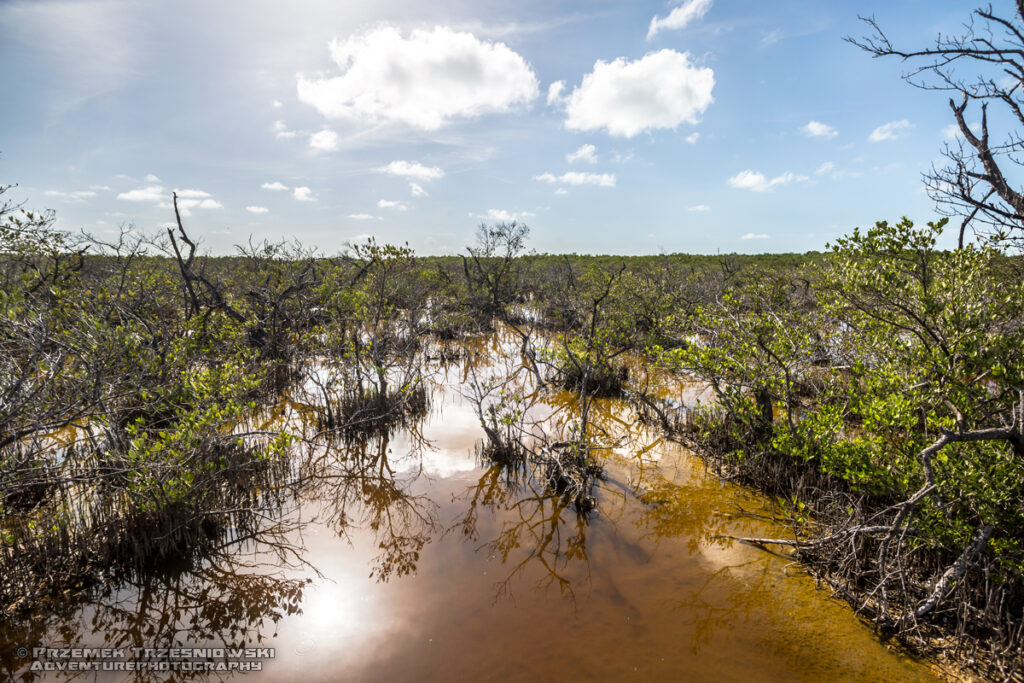 manglar mangrowiec mangrowce las namorzynowy mangrowy