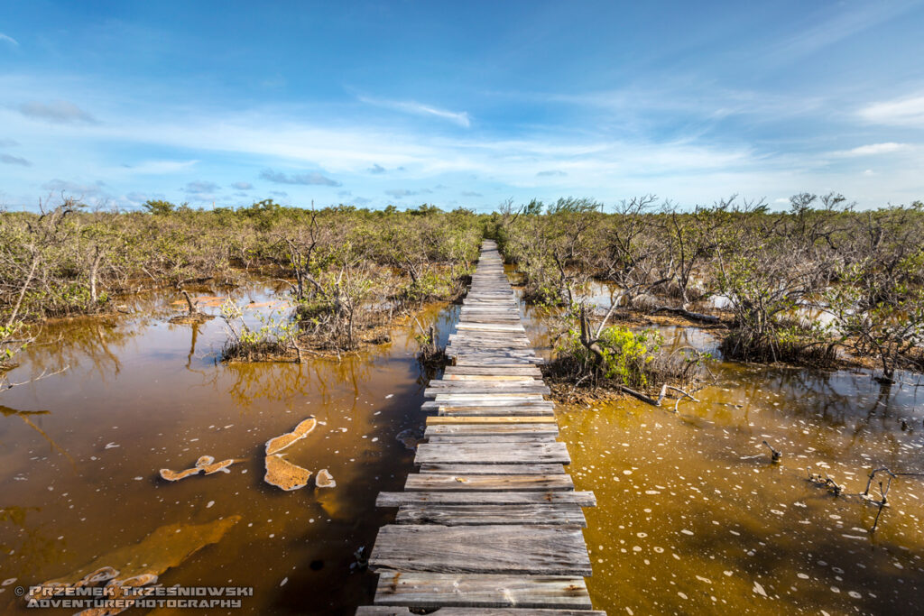 manglar mangrowiec mangrowce las namorzynowy mangrowy ambergris caye belize