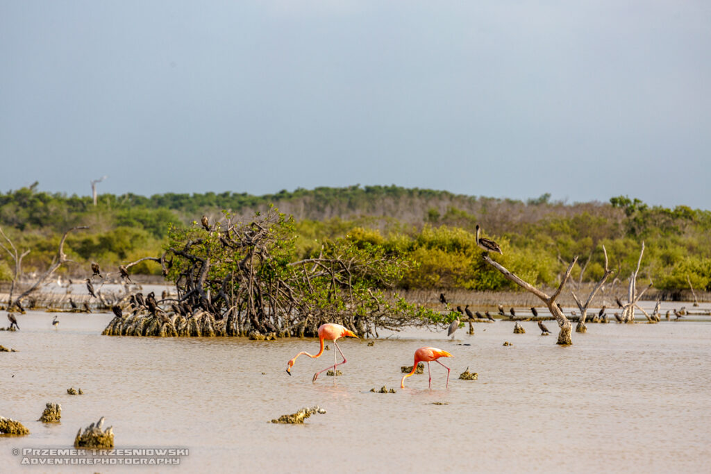 flaming flamingi meksyk jukatan ria lagartos ptak ptaki flamingo yucatan mexico manglar
