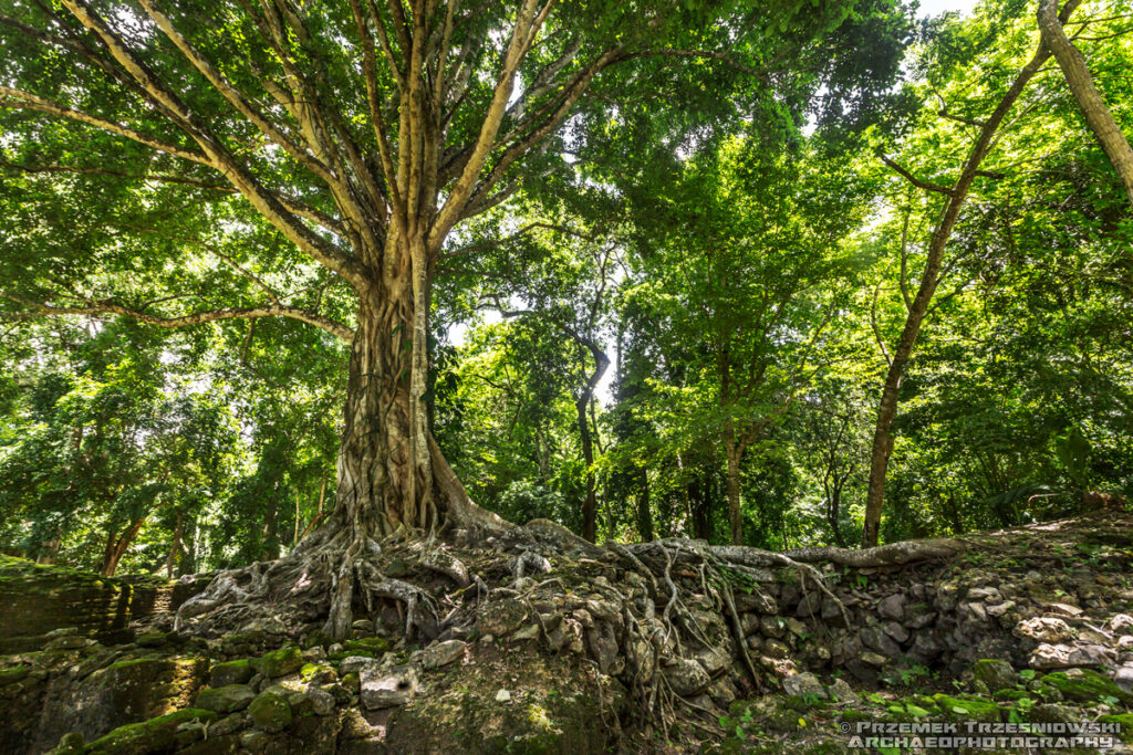 lamanai belize matapalo maya archaeology archeologia majow
