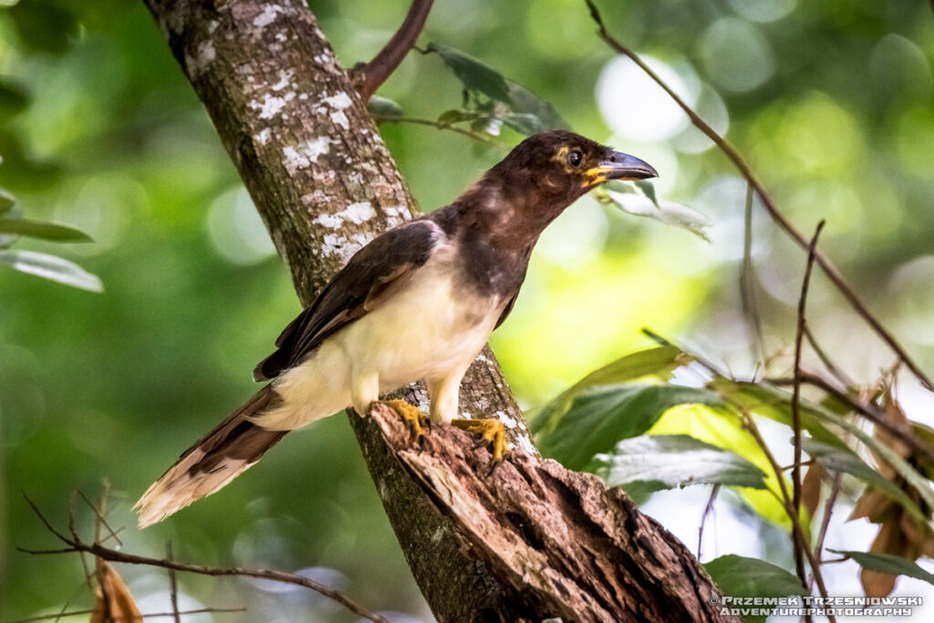 brązowronka cyanocorax morio brown jay ptak jukatan belize orange walk