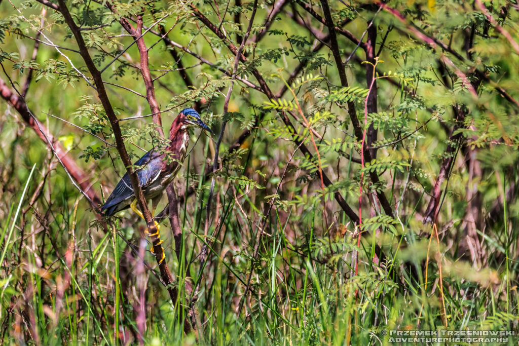 czapla zielona butorides virescens green heron garcita verde