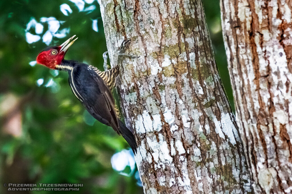 dzieciol Campephilus guatemalensis ptak bird belize orange walk lamanai woodpicker