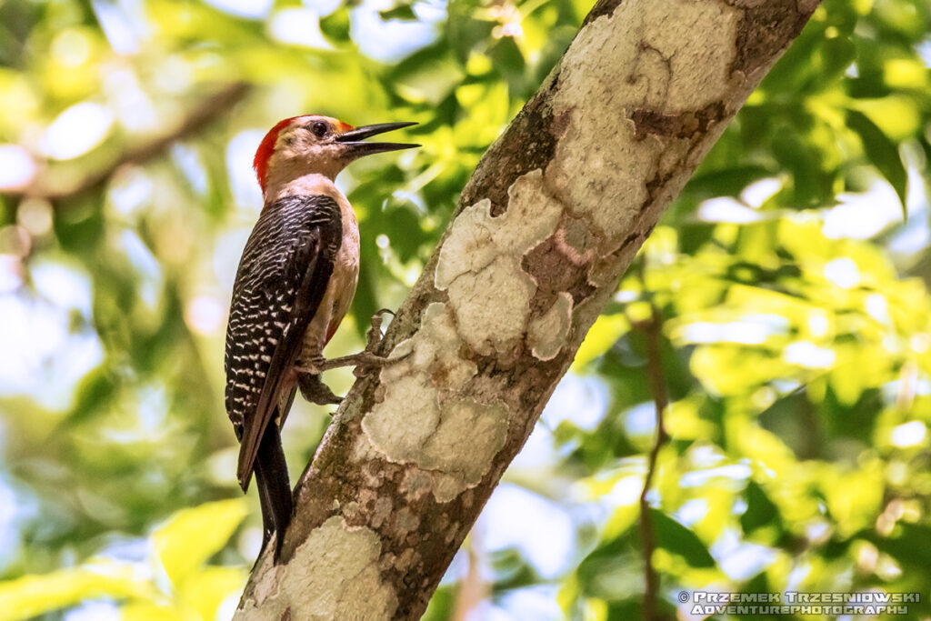 dzieciur melanerpes pygmaeus woodpicker ptak bird belize orange walk jukatan yucatan