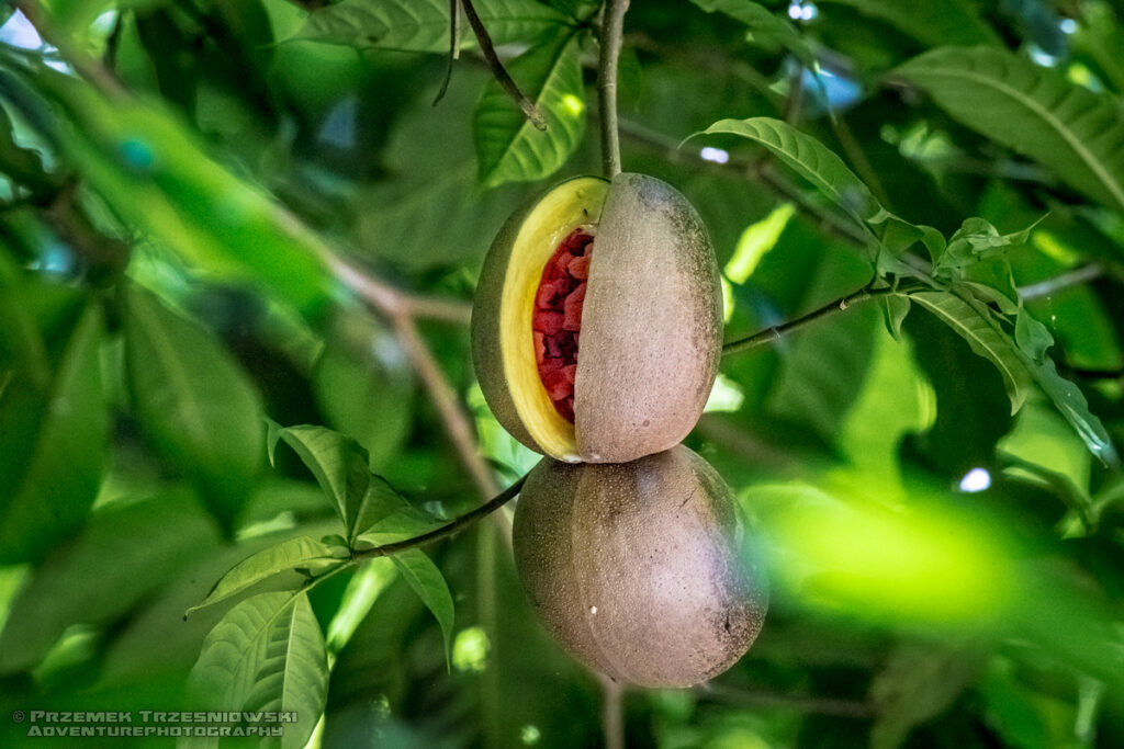 juevos de caballo tabernaemontana donnell-smithi owoc fruit belize meksyk mexico