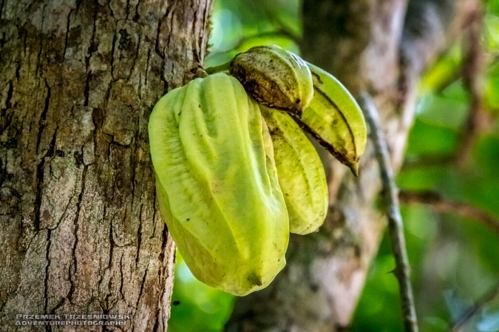 parmentiera kolczasta acueleata owoc cuajilote guajilote huachilote belize fruit