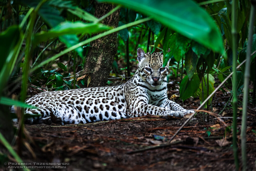 ocelot leopardus pardalis dziki kot ameryka srodkowa meksyk belize gwatemala mexico guatemala wild cat nature