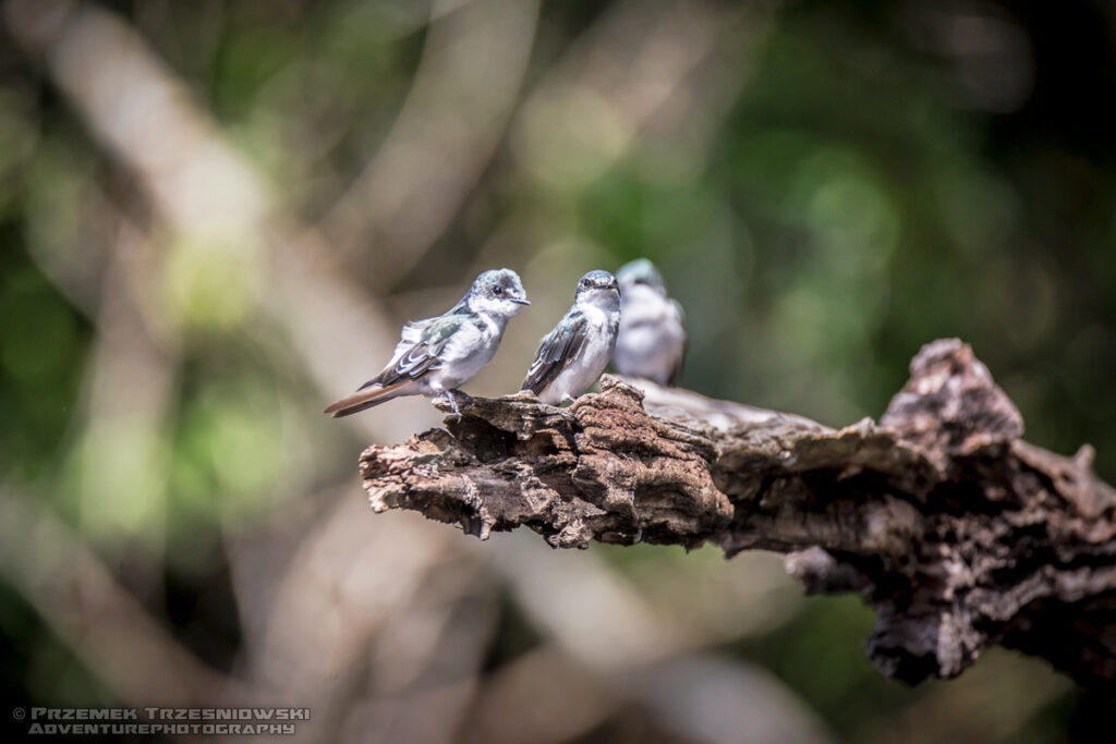 nadobniczka namorzynowa tachycineta albilinea belize jukatan ptak bird mangrove swallow jaskółka mangrowa