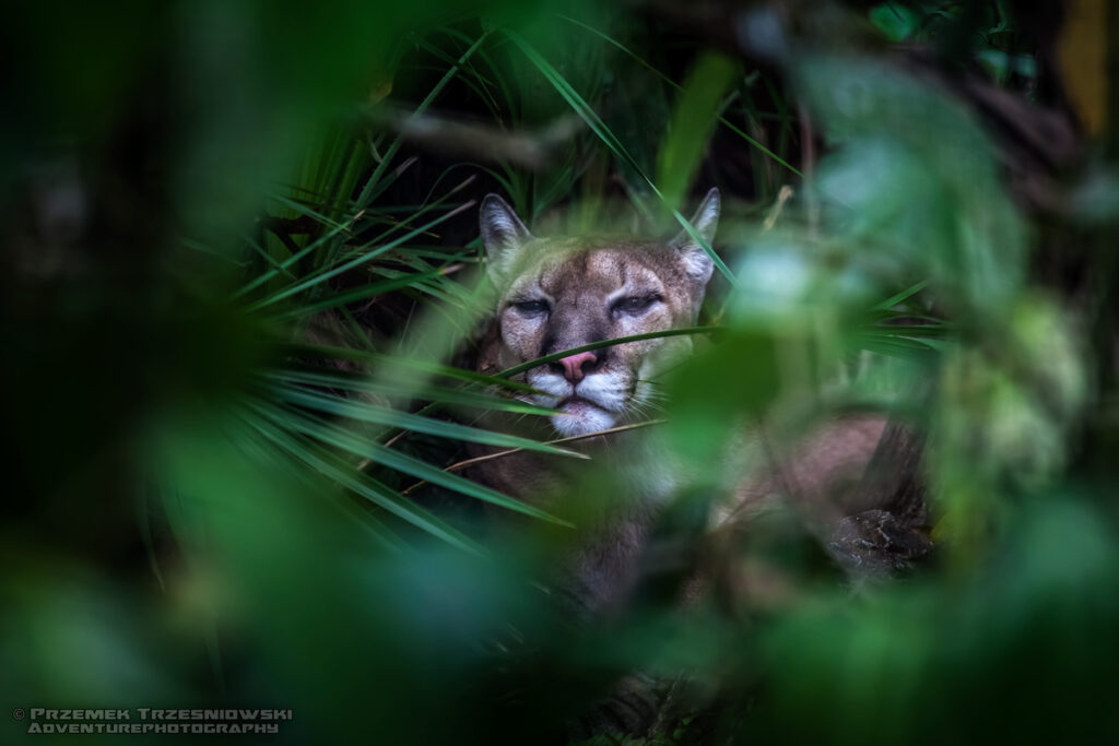 puma concolor koh kuguar dziki kot ameryka srodkowa meksyk belize gwatemala mexico guatemala wild cat nature