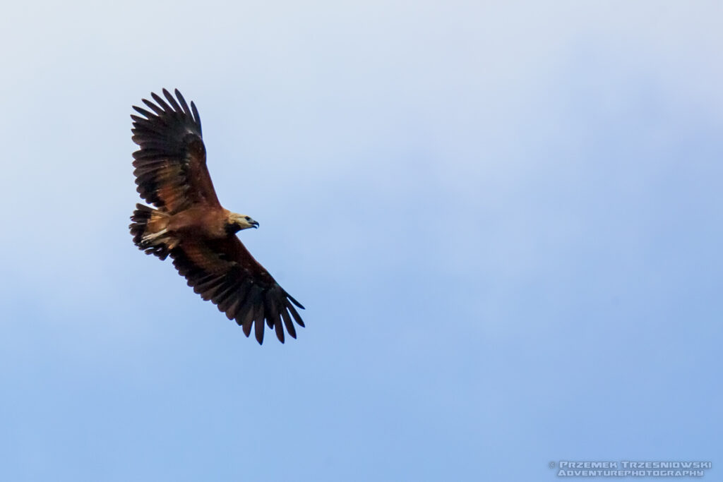 tarczownik jastrząb białogardły black-collared hawk preybird belize