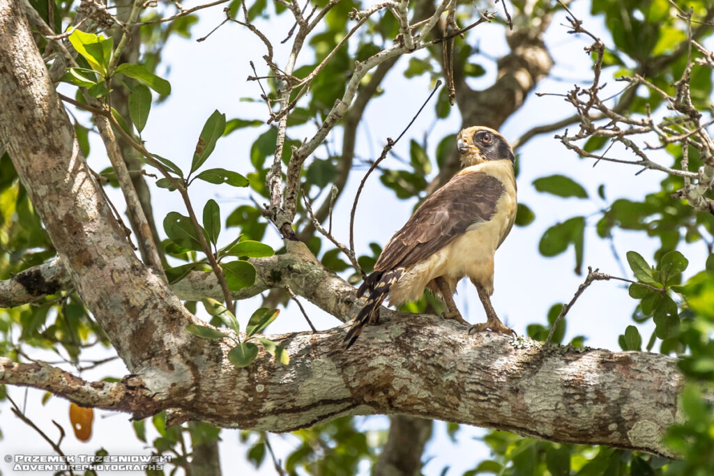 trębacz chichotliwy herpetotheres cachinnans sokół falcon belize bird