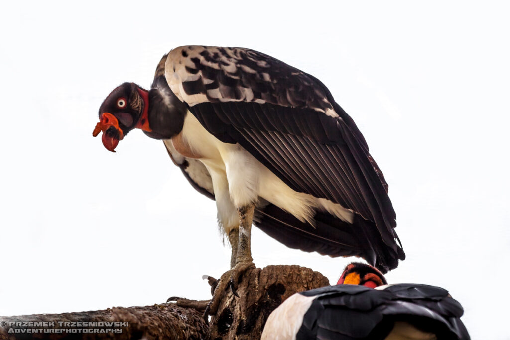 kondor krolewski king vulture condor real de la selva zopilote real sarcoramphus papa ptak bird ameryka meksyk belize gwatemala salwador honduras nature przyroda