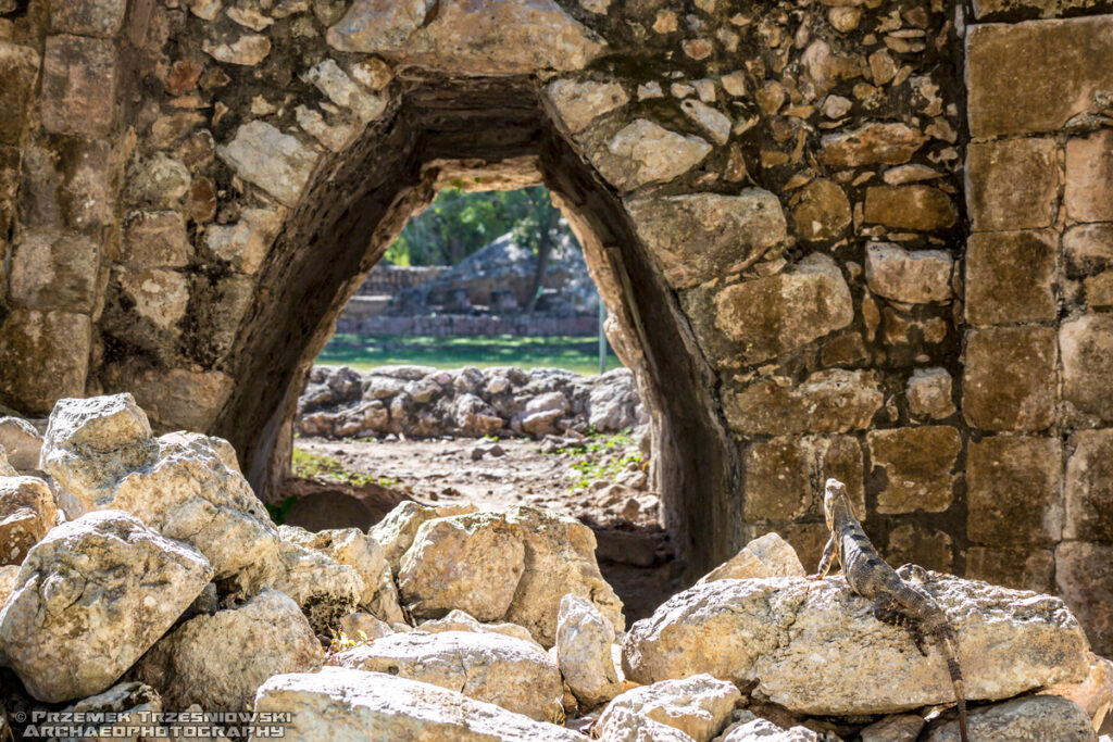 edzna tolok iguana legwan meksyk campeche ruiny majów maya ruins mexico